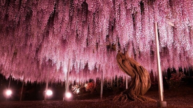 Illustration : La plus grande glycine du Japon ressemble à un ciel rose