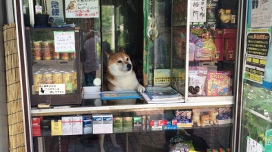 Illustration : Au Japon, c'est un chien qui se charge de vous accueillir dans cette boutique