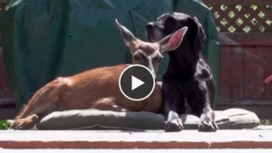 Illustration : "Une biche vient d'apparaître dans le jardin de ce chien. La suite est juste incroyable!"