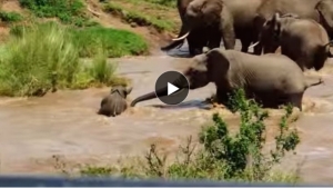 Illustration : "L'incroyable sauvetage d'un bébé éléphant secouru par deux membres de son troupeau!"