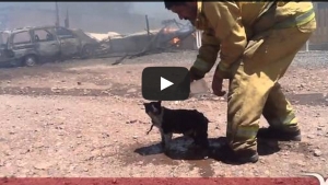 Illustration : "L'émouvant sauvetage d'un chat victime d'un incendie."