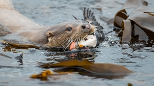 Illustration : "Les 14 photos lauréates de la British Wildlife Photography"