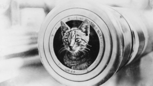 Photos De Chats Qui Ont Vu La Guerre De Pres