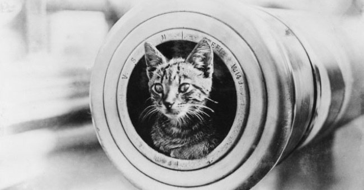 Photos De Chats Qui Ont Vu La Guerre De Pres