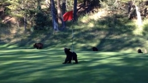 Illustration : "Un ourson trouve un drapeau de golf et se demande ce qu'il va bien pouvoir en faire"