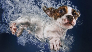 Illustration : "10 photos de chiots sous l'eau signées Seth Casteel"