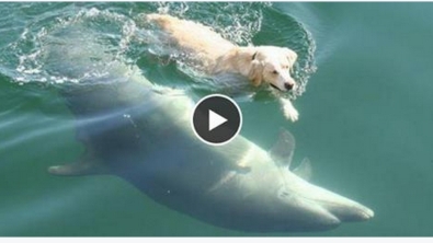 Illustration : Tous les matins, ce chien et ce dauphin se retrouvent pour jouer, une merveilleuse amitié...