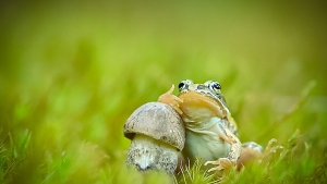 Illustration : "19 photos de champignons et de leurs petits visiteurs par Vyacheslav Mishchenko"