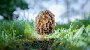 Illustration : "22 splendides photos de champignons de toutes les couleurs, formes et tailles"