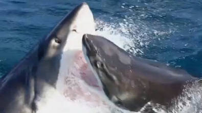 Illustration : Scène extrêmement rare : un grand requin blanc en attaque un autre