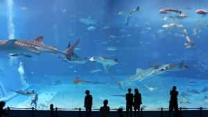 Illustration : "Quelques précieuses minutes d'intense relaxation face à un aquarium géant"