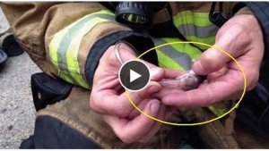 Illustration : "Cette famille de Hamsters a été sauvée par des pompiers! Un sauvetage bouleversant!"