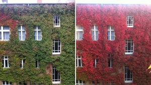 Illustration : "Quand l'automne repeint la nature de ses couleurs chaudes : 11 superbes photos"