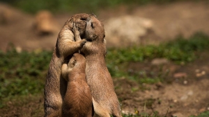 Illustration : "22 superbes photos d'animaux posant en famille"