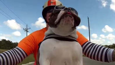 Illustration : Voici Sweets, le bouledogue qui aime la moto et respecte les motards