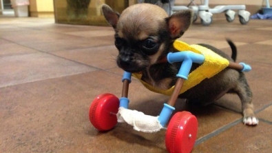 Illustration : Tout va comme sur des roulettes pour Turbo Roo, le petit chihuahua infirme