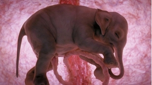 Illustration : "11 images incroyables de foetus d'animaux"