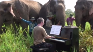 Illustration : "Il joue du piano pour les éléphants"