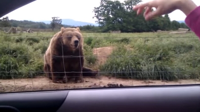 Illustration : Cet ours n'a pas séché les cours de politesse