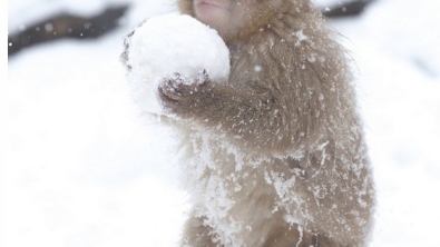 Illustration : 21 superbes photos d'animaux goûtant aux joies de l'hiver