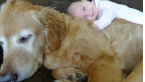 Illustration : "100 % tendresse : ces 18 grands chiens qui adorent les enfants"