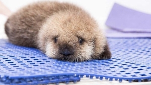 Illustration : "Première baignade pour cette jeune loutre abandonnée"