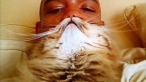 Illustration : "10 photos marrantes d'internautes dont les chats font office de barbes"