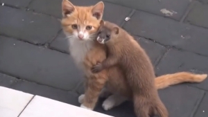 Illustration : "Entre cette belette et ce chaton, c'est une fabuleuse amitié qui est née dès leur rencontre"