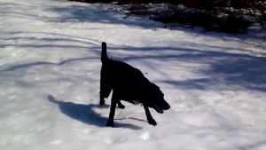 Illustration : "Ce chien a trouvé une façon bien à lui de s'amuser avec la neige"