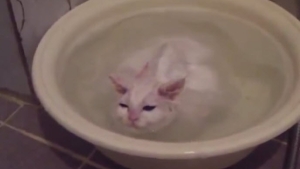 Illustration : "Ce chaton refuse de sortir de son bain"