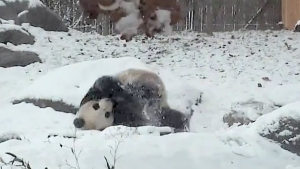 Illustration : "Regardez cet adorable panda géant profiter de la neige"