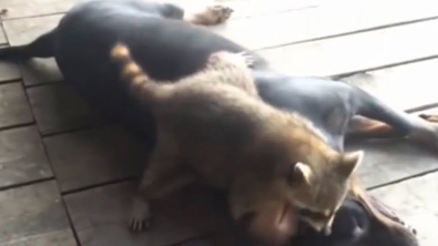 Illustration : Un raton laveur et un chien s'affrontent (gentiment) au cours d'une grosse bagarre