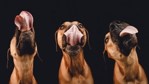 Illustration : "Elke Vogelsang est une photographe amoureuse de ses chiens! Ses photos sont à couper le souffle!"