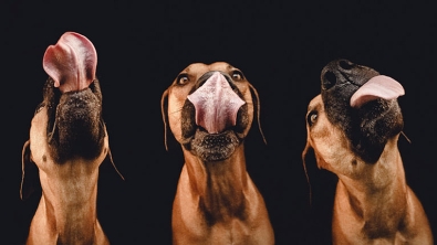 Illustration : Elke Vogelsang est une photographe amoureuse de ses chiens! Ses photos sont à couper le souffle!