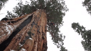 Illustration : "Cet arbre gigantesque de 75 m de haut est le plus ancien séquoia vivant au monde"