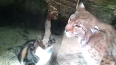 Illustration : Merveilleux moment de tendresse entre un chat et un lynx