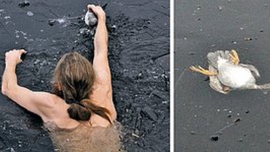 Illustration : Pour secourir un canard noyé, ce Norvégien est plongé dans un lac gelé! Bravo Monsieur!