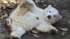 Illustration : "20 photos qui prouvent que les ours polaires peuvent être d'adorables nounours eux aussi"