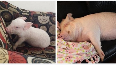 Illustration : Ce couple pensait avoir adopté un cochon nain! 2 ans plus tard il fait 300Kg...