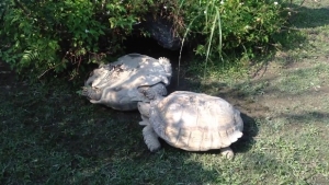 Illustration : "Belle démonstration de solidarité entre tortues"