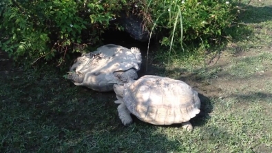 Illustration : Belle démonstration de solidarité entre tortues