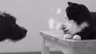 Illustration : Regardez comment ce chat accueille le nouveau chien de la famille