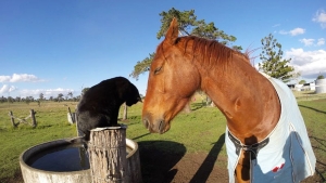 Illustration : "Morris le chat et Champy le cheval sont les meilleurs amis du monde"