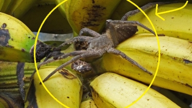 Illustration : Après ça, vous regarderez à deux fois avant de vous servir en banane !