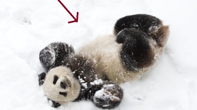 Illustration : Quand un Bao Bao découvre la neige, voilà ce qui arrive!