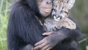 Illustration : "Quand des animaux d'espèce différentes sont les meilleurs amis du monde !"