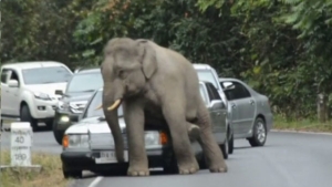 Illustration : "En Thaïlande, les voitures ne sont pas les bienvenues pour cet éléphant en colère"