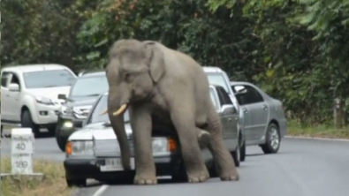 Illustration : En Thaïlande, les voitures ne sont pas les bienvenues pour cet éléphant en colère