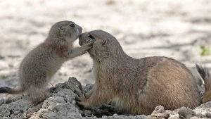 Les Câlins Danimaux Les Plus Mignons Du Monde