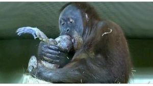 Illustration : "Ces caméras ont capturé un rare moment pendant la naissance de ce bébé orang-outan!"